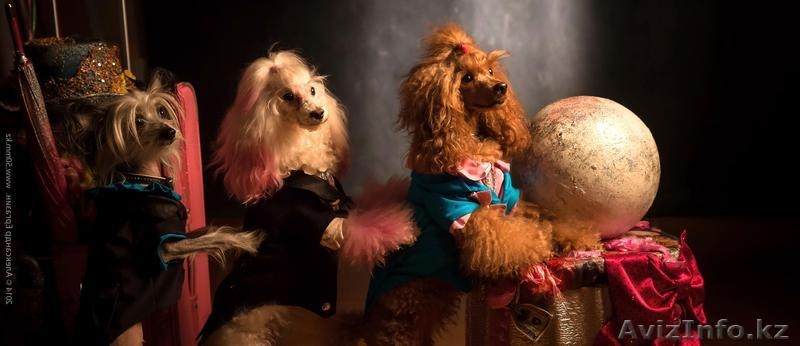 Аниматоры, клоуны, детский день рождения - Изображение #4, Объявление #1528473