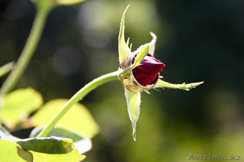 Услуги фото, видеосъемки - Изображение #8, Объявление #1521532
