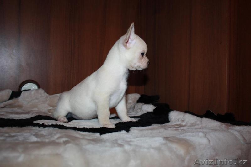 щеночки чихуахуа - Изображение #3, Объявление #1525202