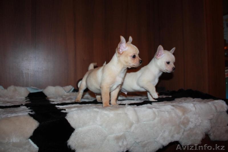 щеночки чихуахуа - Изображение #4, Объявление #1525202