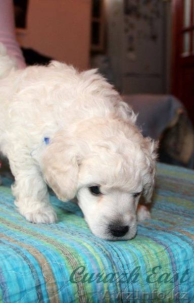 щенки малого и карликового пуделя - Изображение #4, Объявление #1538019