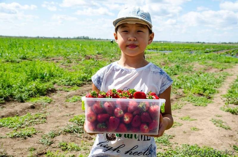  Рассада клубники сорта Альбион и Сан Андреас - Изображение #3, Объявление #1533408