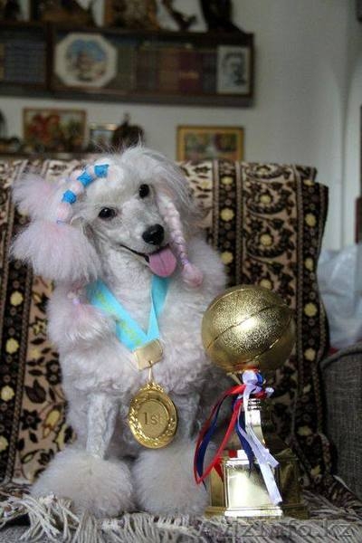 щенки малого и карликового пуделя - Изображение #5, Объявление #1538019