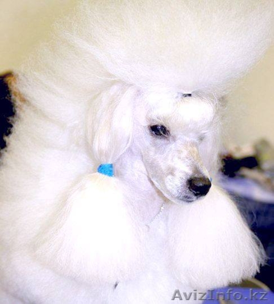 щенки малого и карликового пуделя - Изображение #6, Объявление #1538019