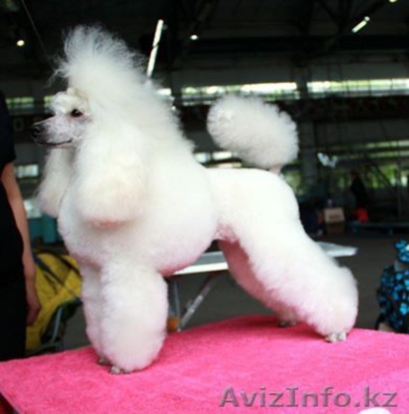 щенки малого и карликового пуделя - Изображение #3, Объявление #1538019