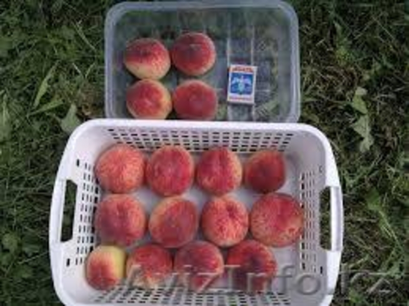 Саженцы персика "Харроу даймон", "Ред хевен", "Релианс" - Изображение #1, Объявление #1536351