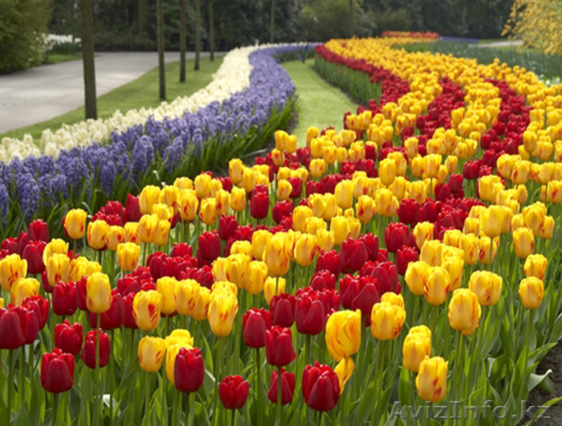 Луковицы тюльпанов для озеленения - Изображение #1, Объявление #1537390