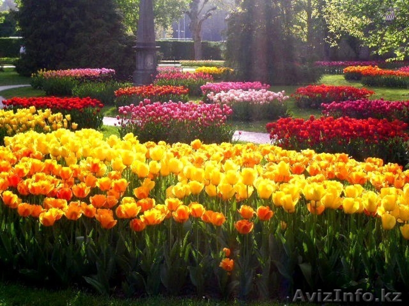 Луковицы тюльпанов для озеленения - Изображение #2, Объявление #1537390