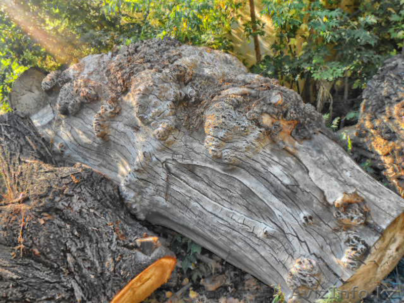 Массив капа карагача слэбы , необрезная доска ! - Изображение #1, Объявление #1543901