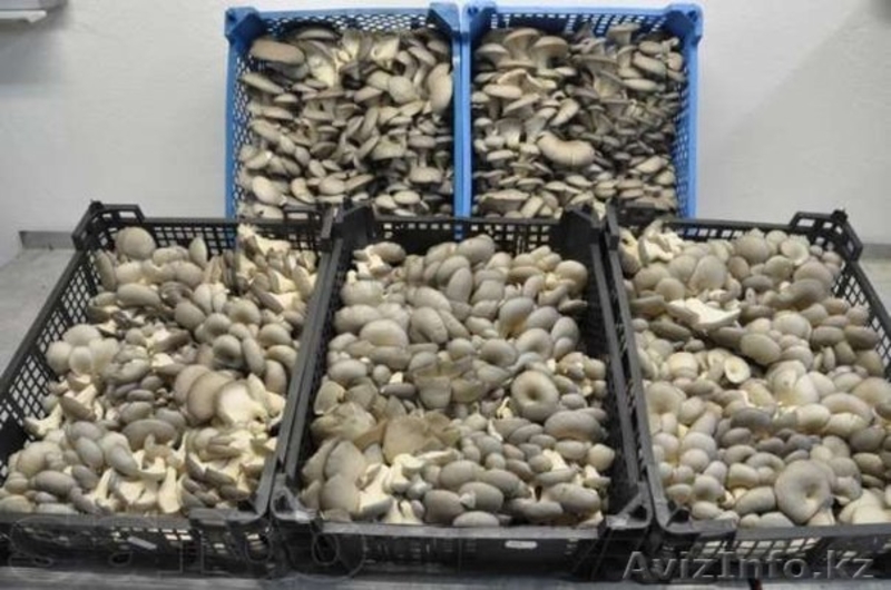 Организуем для Вас грибное производство - Изображение #4, Объявление #1542168