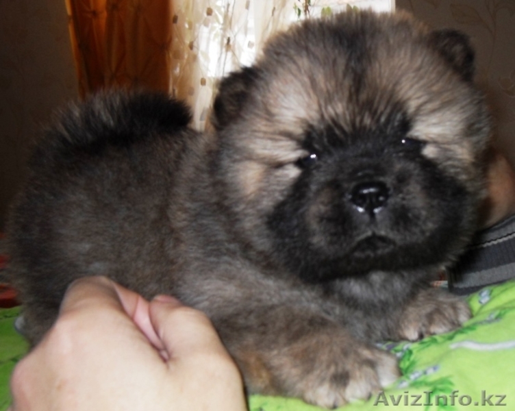 Щенки чау-чау от высокопородных родителей - Изображение #5, Объявление #1545809