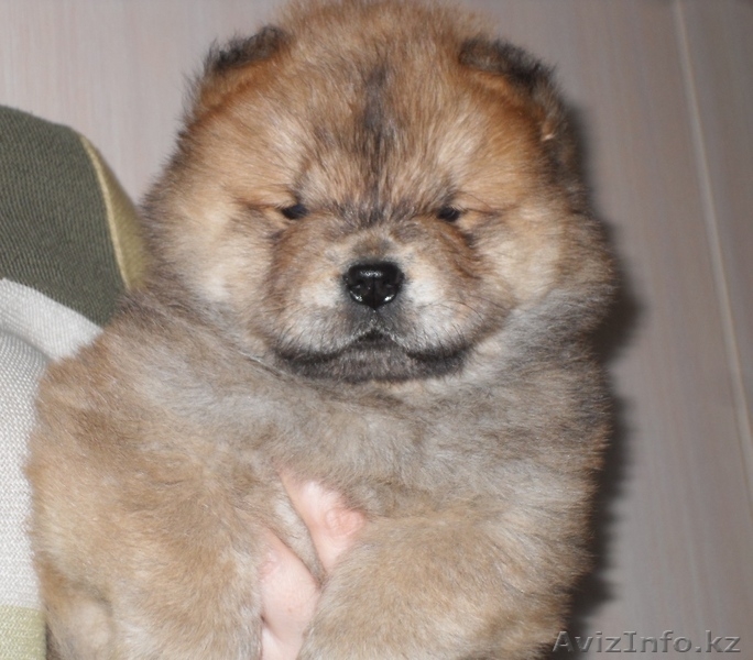 Щенки чау-чау от высокопородных родителей - Изображение #4, Объявление #1545809