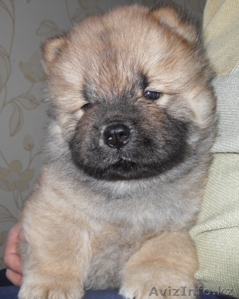 Щенки чау-чау от высокопородных родителей - Изображение #7, Объявление #1545809