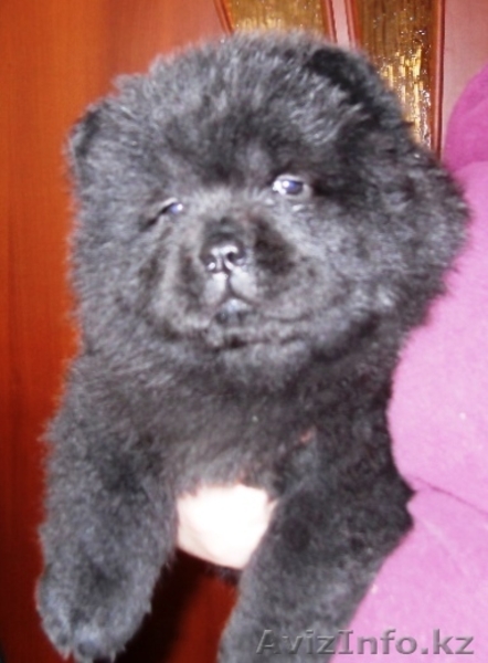 Щенки чау-чау от высокопородных родителей - Изображение #6, Объявление #1545809