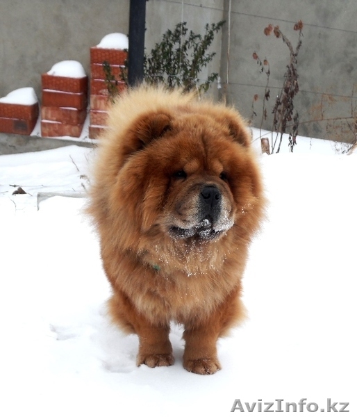 Щенки чау-чау от высокопородных родителей - Изображение #3, Объявление #1545809