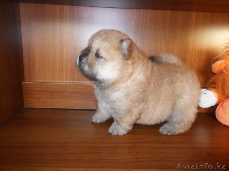 Щенки чау-чау от высокопородных родителей - Изображение #8, Объявление #1545809