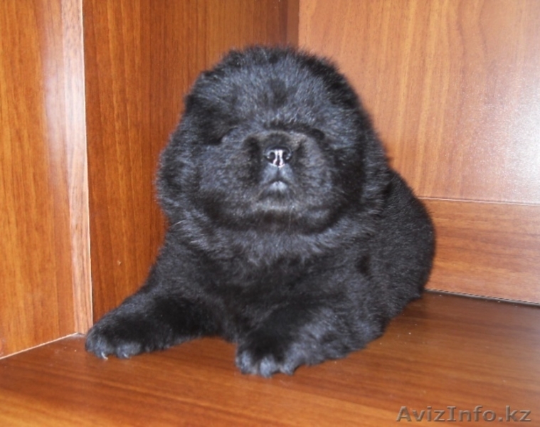 Щенки чау-чау от высокопородных родителей - Изображение #9, Объявление #1545809