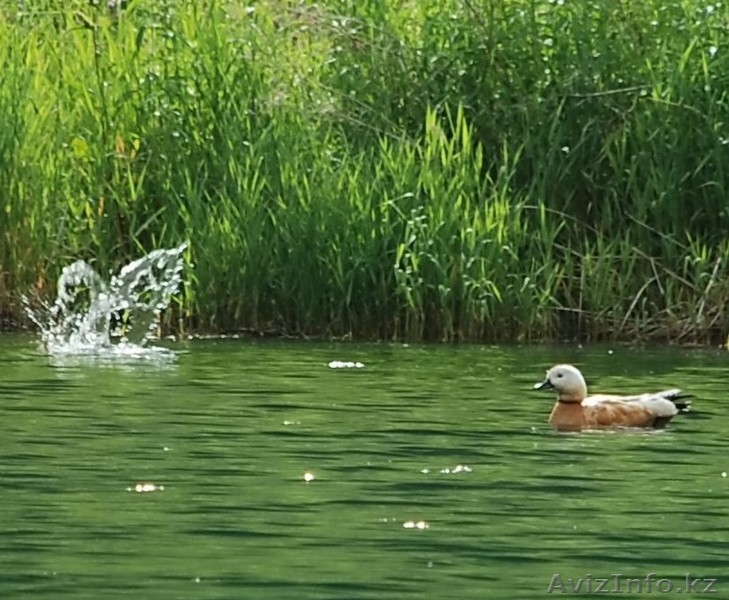 Кольсайские Озера – Кольсай 1 и Кольсай 2  - Изображение #3, Объявление #1550405