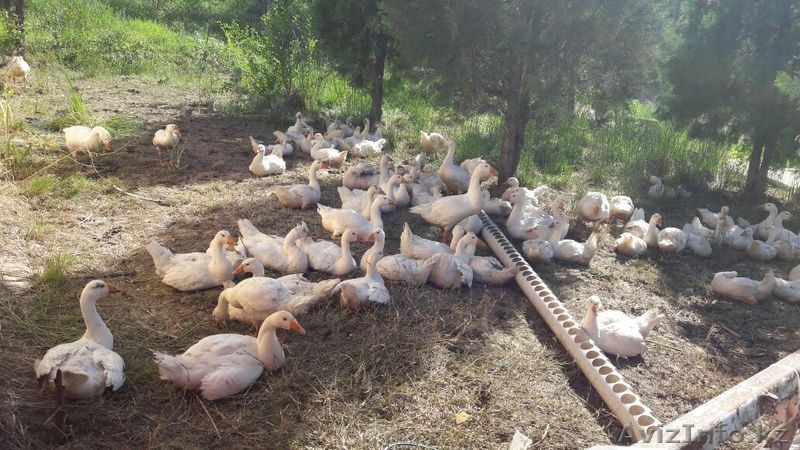 Гусята 2 месячные 100 штук - Изображение #1, Объявление #1560009