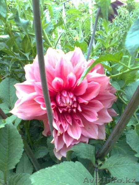 Уютный домик для летнего отдыха, тенистый сад, все для души  - Изображение #10, Объявление #1556581