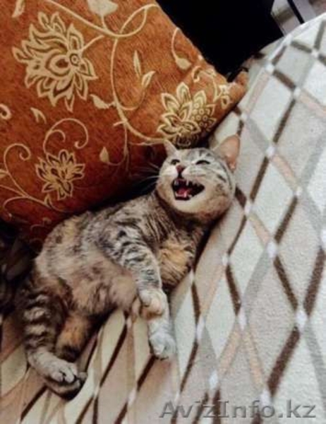 Мусенька отдается в добрые руки  - Изображение #3, Объявление #1566199