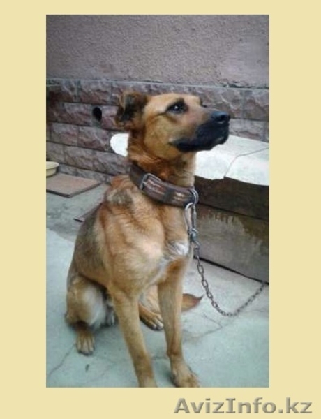 Хаген ждет своих хозяев  - Изображение #1, Объявление #1566192