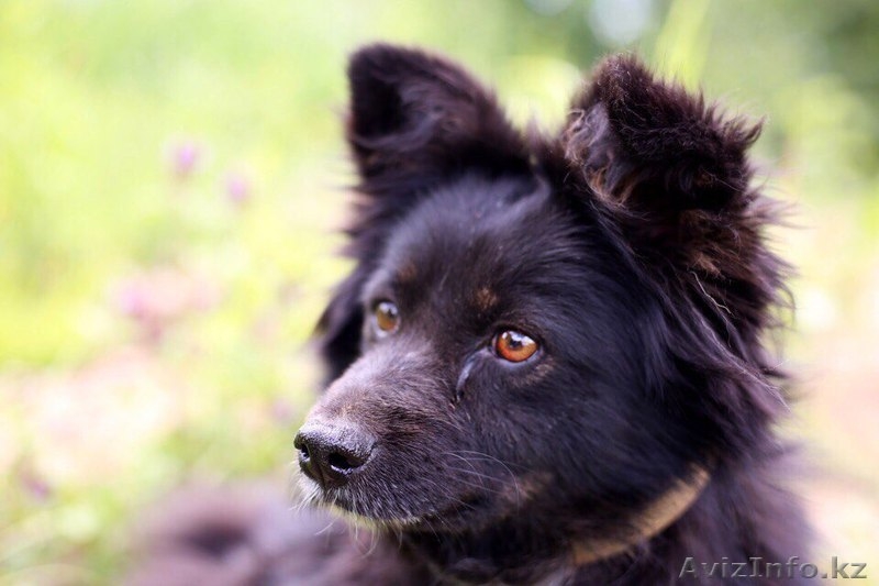 Дарси отдается в добрые руки - Изображение #3, Объявление #1566157