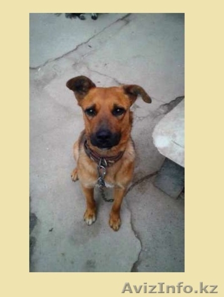 Хаген ждет своих хозяев  - Изображение #3, Объявление #1566192