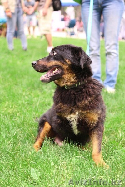 Замечательный Рон в дар. - Изображение #4, Объявление #1566238