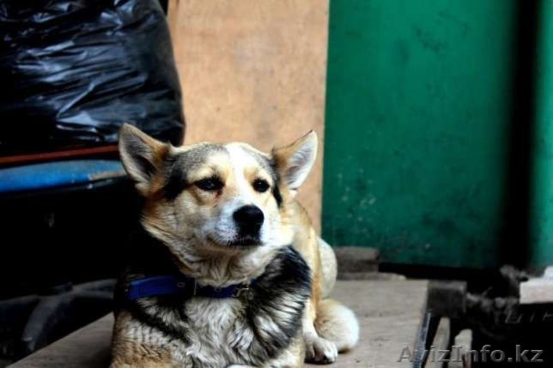 Отдаем в добрые руки Лику - Изображение #3, Объявление #1570686