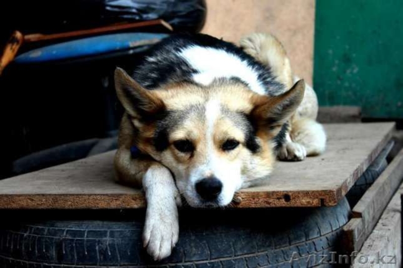 Отдаем в добрые руки Лику - Изображение #4, Объявление #1570686