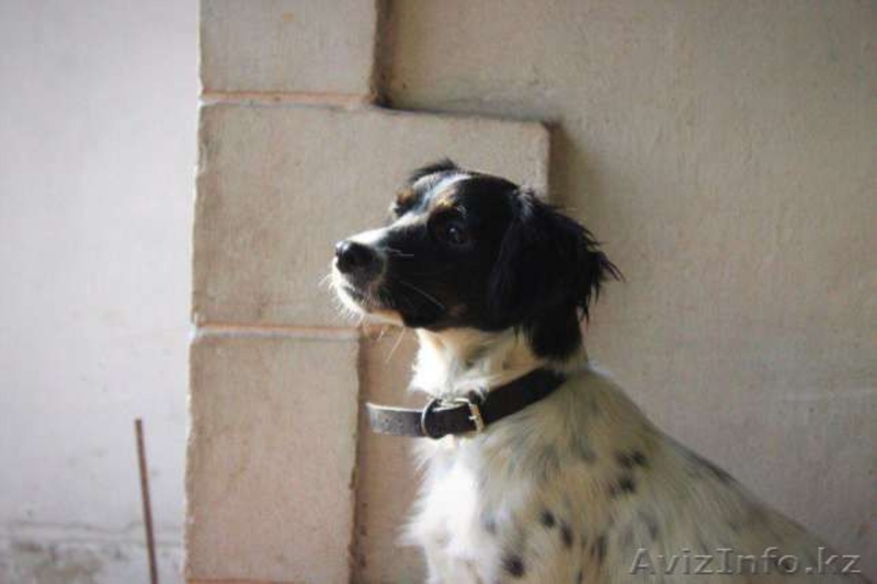 Ждет своих хозяев Вайлет - Изображение #1, Объявление #1570675