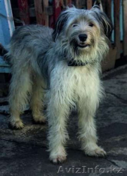 Отдаем Клепу в добрые руки  - Изображение #3, Объявление #1570807