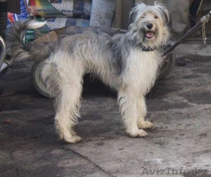 Отдаем Клепу в добрые руки  - Изображение #4, Объявление #1570807