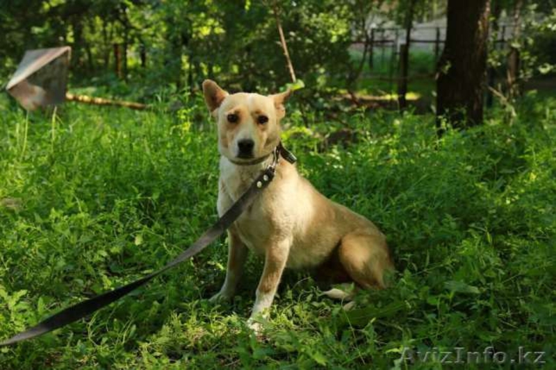 Отдается в добрые руки Алиса - Изображение #1, Объявление #1570869