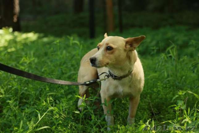 Отдается в добрые руки Алиса - Изображение #2, Объявление #1570869