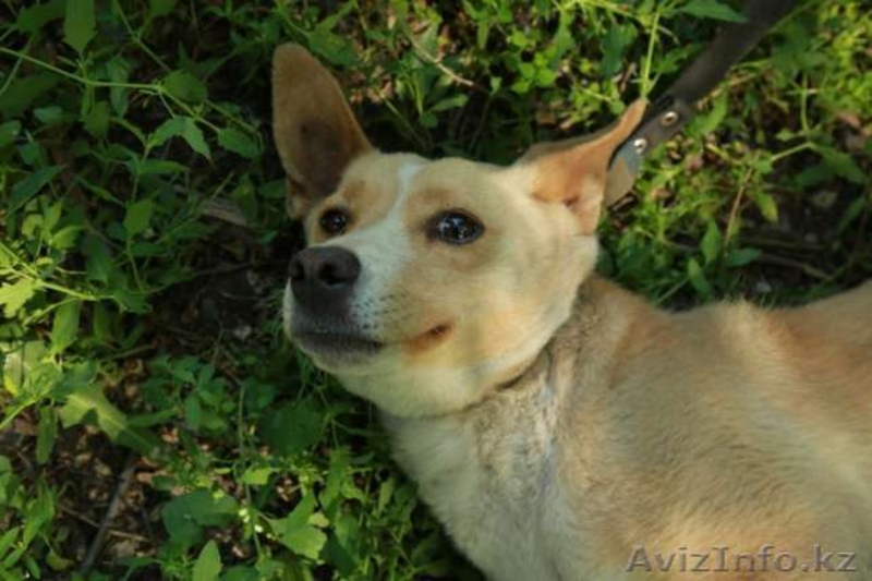 Отдается в добрые руки Алиса - Изображение #4, Объявление #1570869