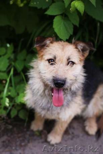 Отдаем Колючку в добрые руки - Изображение #1, Объявление #1570878