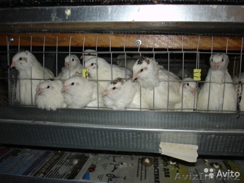 Продам перепелок несушек, трехмесячные - Изображение #5, Объявление #1571072