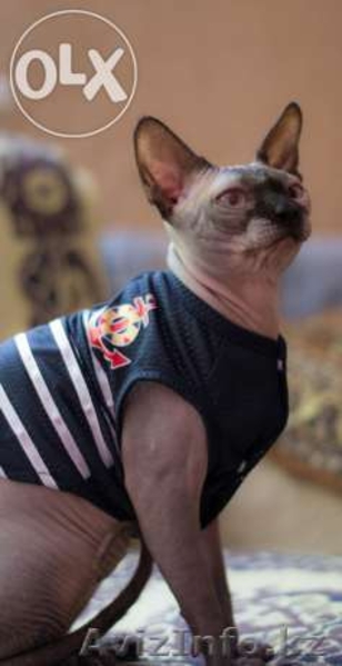  котята канадского сфинкса в алматы - Изображение #3, Объявление #1386859