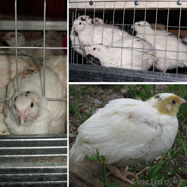 Продам перепелок несушек, трехмесячные - Изображение #3, Объявление #1571072