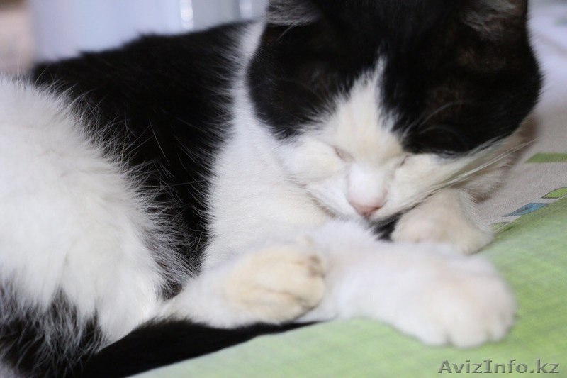 Машенька ищет добрых хозяев.  - Изображение #3, Объявление #1570903