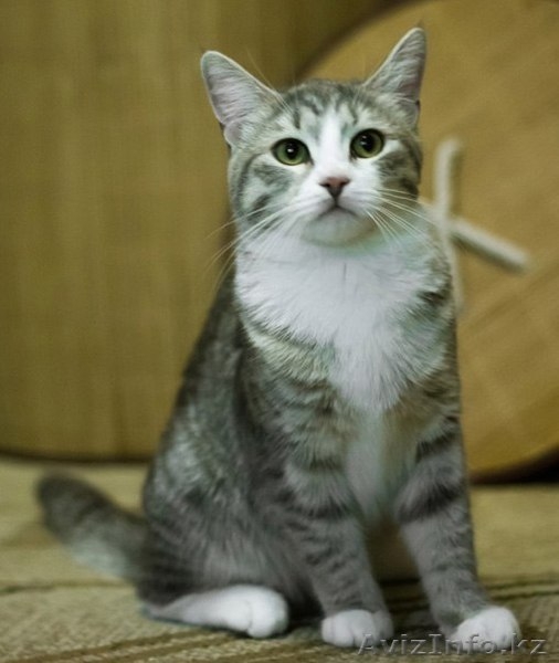 Прелестнейшая очаровашка ищет ответственную, любящую семью :) - Изображение #3, Объявление #1541875