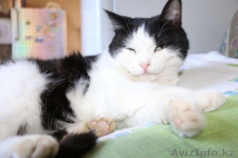 Ищем заботливых хозяев для Машеньки - Изображение #1, Объявление #1577668