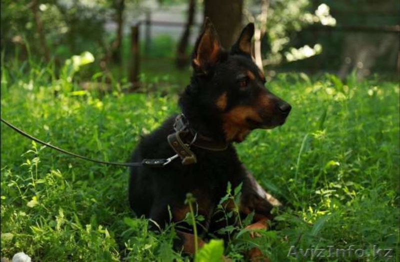 Кронса отдадим в добрые руки  - Изображение #3, Объявление #1577579