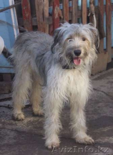 Отдадим Клепу в добрые руки - Изображение #3, Объявление #1577582