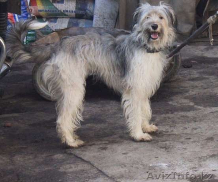 Отдадим Клепу в добрые руки - Изображение #4, Объявление #1577582