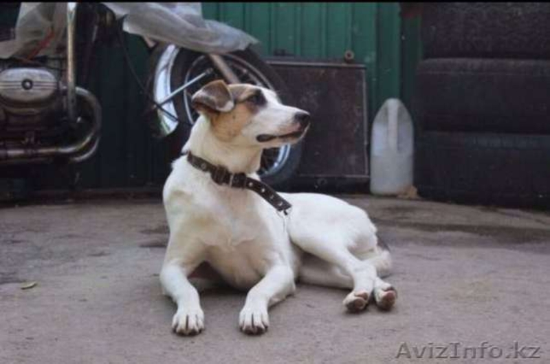 Белка отдается в добрые руки   - Изображение #3, Объявление #1577571