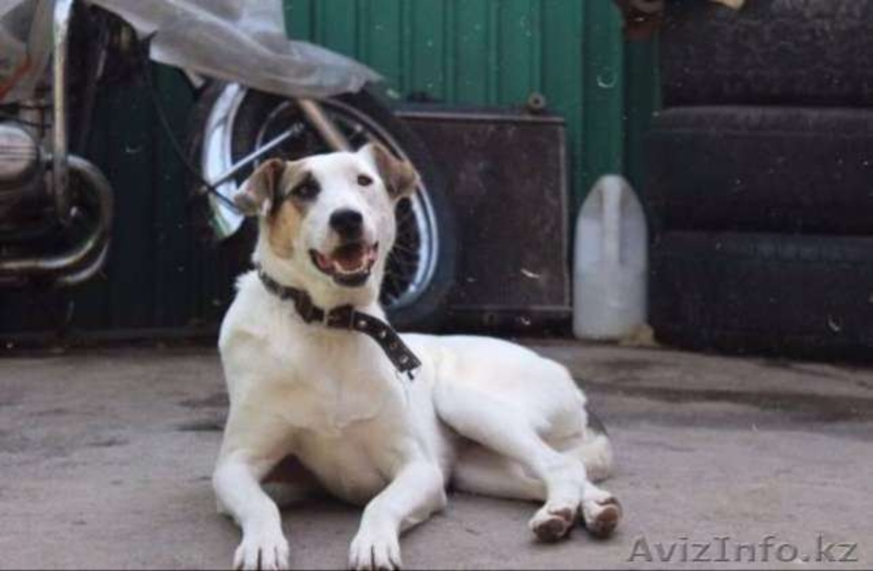 Белка отдается в добрые руки   - Изображение #4, Объявление #1577571