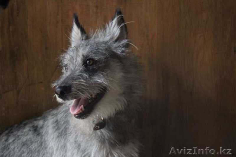 Бимка отдается в добрые руки  - Изображение #3, Объявление #1577563